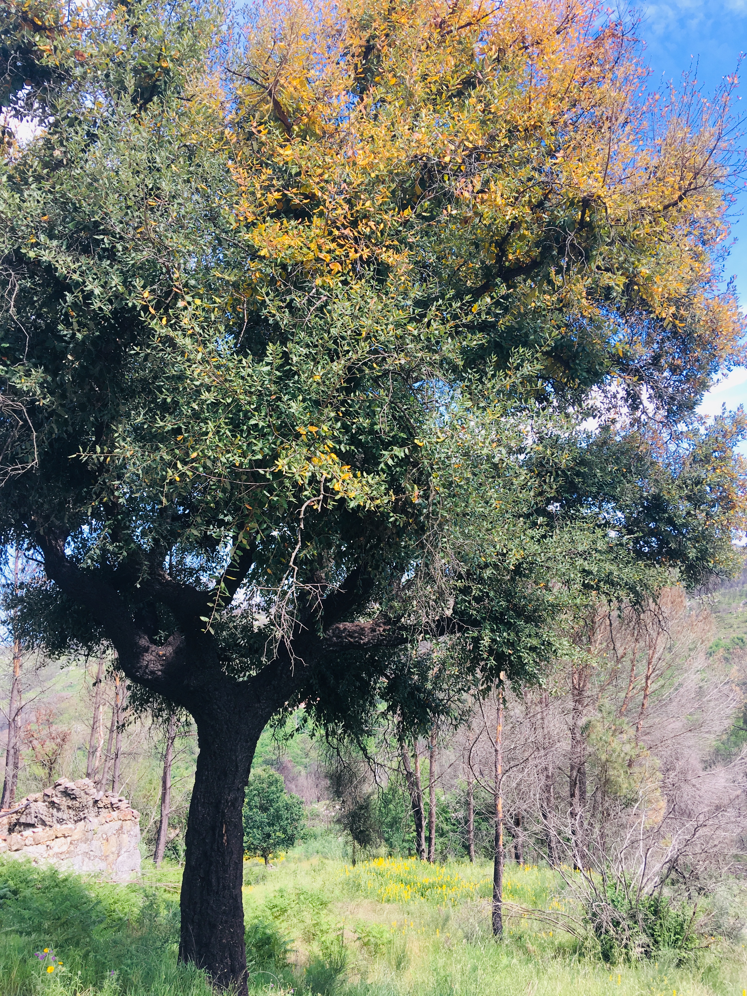 Cork Oak, well adapted to wild fires